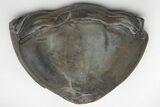 Wide, Enrolled Isotelus Trilobite - Mt Orab, Ohio #216686-1